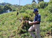 Ladang Ganja Seluas 2 Hektar Ditemukan di Madina