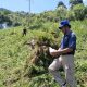 Ladang Ganja Seluas 2 Hektar Ditemukan di Madina