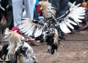 Keributan di Lokasi Judi Sabung Ayam, Polisi dan 2 Warga Tewas
