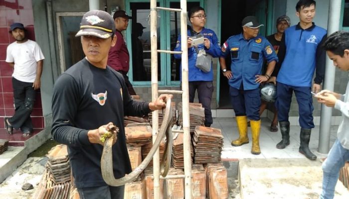 Ular Kobra 2,5 Meter Masuk Pemukiman Berhasil Ditangkap