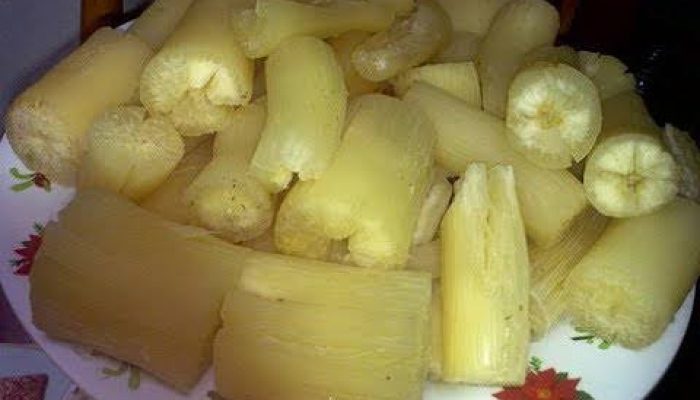 Sering Makan Singkong Rebus: Badan Kebal, Diabetes Hilang