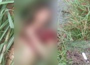 Mayat Pria Penuh Luka Tikaman Ditemukan di Perkebunan Tebu
