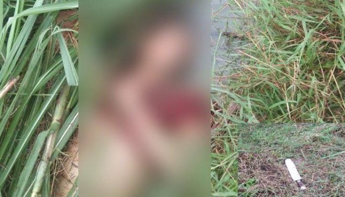 Mayat Pria Penuh Luka Tikaman Ditemukan di Perkebunan Tebu