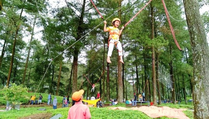 Serunya Bermain Trampolin Pohon di Wisata Hutan Pinus Limpakuwus