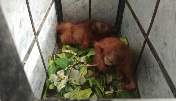 TNGL Sita Dua Anak Orangutan Dari Warga
