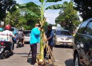 Geram Gara-Gara Jalan Rusak, Warga Banjarnegara Tanam Pohon Pisang