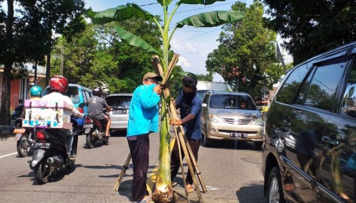 Geram Gara-Gara Jalan Rusak, Warga Banjarnegara Tanam Pohon Pisang
