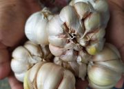 Corona dan pesona budidaya bawang putih