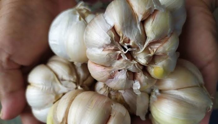 Corona dan pesona budidaya bawang putih