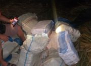 Polisi Amankan 19 Karung Berisi Ganja Kering di Areal Perkebunan PTPN III