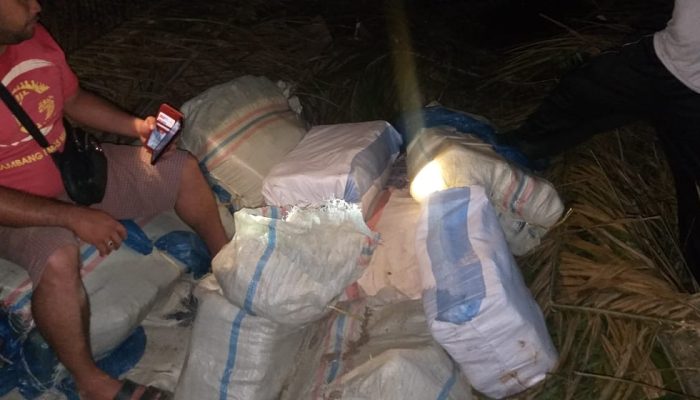 Polisi Amankan 19 Karung Berisi Ganja Kering di Areal Perkebunan PTPN III