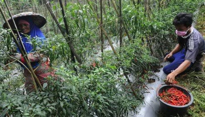 Pemerintah akan berikan insentif bagi 2,44 juta petani