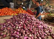 Harga masih tinggi, Kementan sebut bawang merah segera panen raya