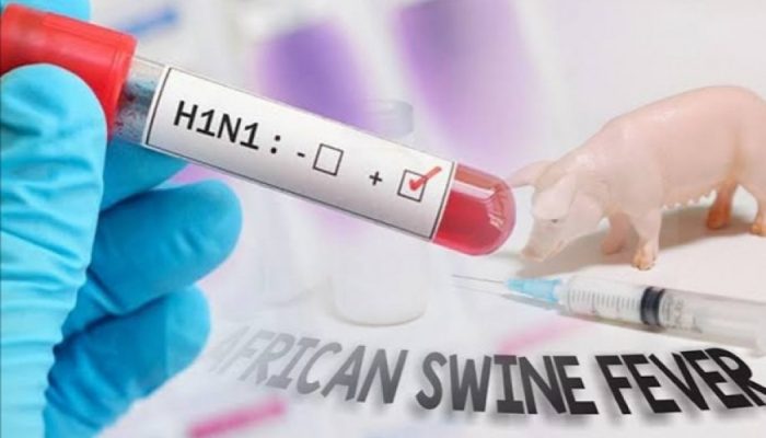 Waspada flu babi, Kementan tingkatkan pengawasan lalu lintas hewan