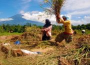 BPS: Harga beras sangat terjaga selama Juli, sehingga sumbang deflasi