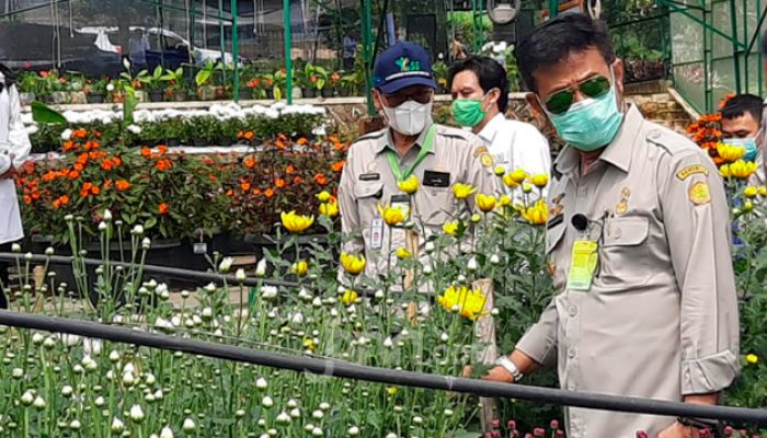 Mentan: Tingkatkan budi daya bunga krisan, permintaan ekspor tinggi