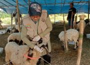 Jelang Idul Adha, Distan Banten Periksa Kesehatan Hewan Kurban