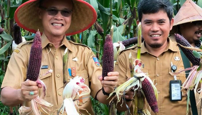 Panen Raya Jagung Komposit di Kabupaten Serang Diharap Penuhi Kebutuhan Lokal-Nasional