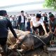Gubernur Banten sembelih sendiri sapi kurban dari Presiden Jokowi
