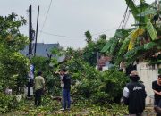 Hujan Disertai Angin Kencang Menyebabkan Pohon Tumbang Di Kota Serang