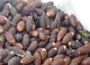 Harga Biji Melinjo Di Lebak Merangkak Naik