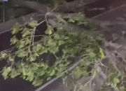 POHON TUMBANG KE JALAN DAN TIMPAH WARUNG DI PANDEGLANG