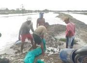 Tambak Bandeng di Pontang Terendam Banjir Rob, Harga Jual Merosot