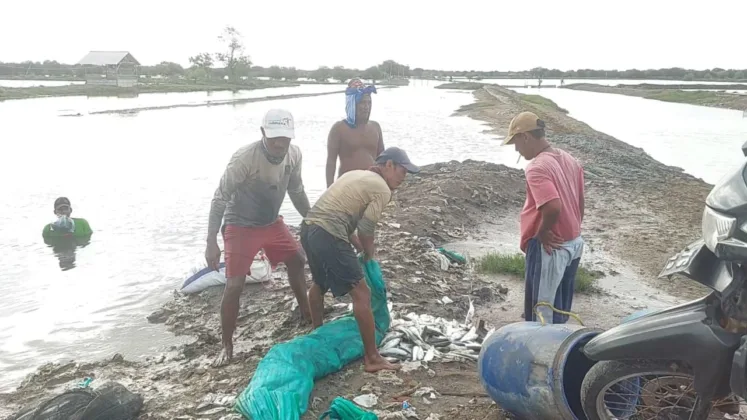 Tambak Bandeng di Pontang Terendam Banjir Rob, Harga Jual Merosot