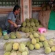 Durian Badui Mulai Ramai Dijajakan Di Rangkasbitung