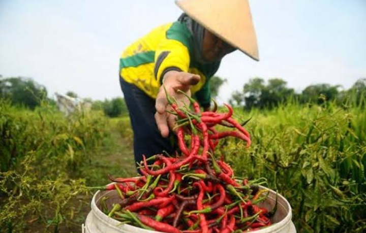 Petani Kota Tangerang Menghasilkan Panen 841 Ton Beras Dan 4.341 Kg Cabai Sepanjang 2024