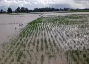 Distan Banten : Kerusakan Tanaman Padi Di Banten Capai 7 Ribu Lebih Hektar Akibat Banjir