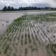 Distan Banten : Kerusakan Tanaman Padi Di Banten Capai 7 Ribu Lebih Hektar Akibat Banjir