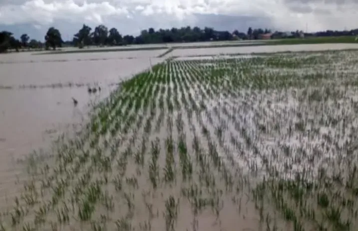 Distan Banten : Kerusakan Tanaman Padi Di Banten Capai 7 Ribu Lebih Hektar Akibat Banjir