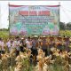 Wujud Nyata Dukung Ketahanan Pangan, Polda Banten Gelar Panen Raya Jagung Hibrida