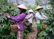 Imah Kopi Banten, Kolaborasi untuk Meningkatkan Ekonomi dan Ekowisata