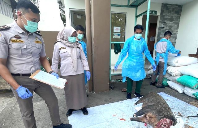 Barantin Gagalkan Penyelundupan Daging Babi Hutan Sekitar 2.9 Ton
