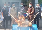 BNN Banten Musnahkan 8,4 Kg Ganja dan 93 Gram Sabu, Pelaku Misterius