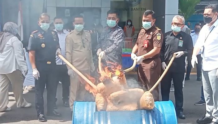 BNN Banten Musnahkan 8,4 Kg Ganja dan 93 Gram Sabu, Pelaku Misterius