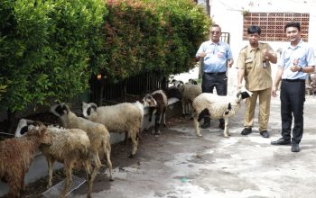 Bentuk Kepedulian Sosial, IKPP Serang Distribusikan 49 Kambing Kurban