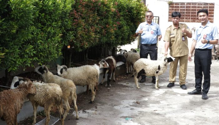 Bentuk Kepedulian Sosial, IKPP Serang Distribusikan 49 Kambing Kurban