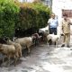 Bentuk Kepedulian Sosial, IKPP Serang Distribusikan 49 Kambing Kurban