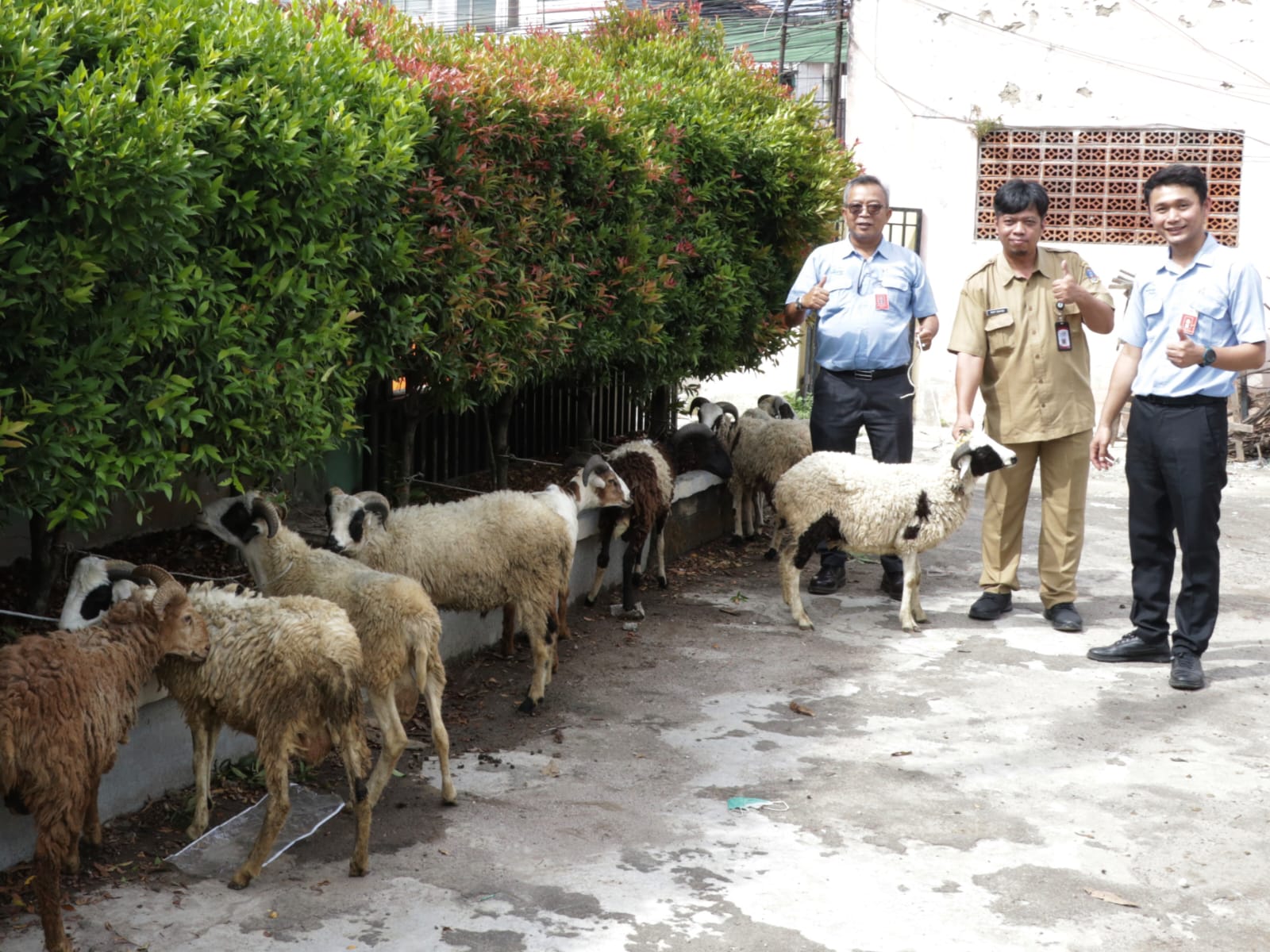 Bentuk Kepedulian Sosial, IKPP Serang Distribusikan 49 Kambing Kurban
