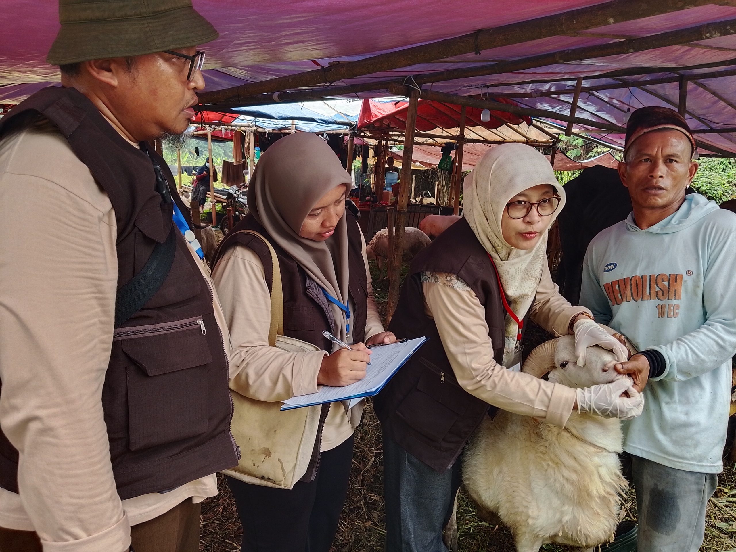 DKPP Kota Serang Temukan Kambing Terjangkit Orf, Belum Ada Kasus PMK