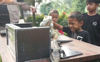 Libur Sekolah, Cafe Ergana Adakan Komunitas Satwa Diserbu Anak-anak