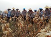 Bidpropam Polda Banten Panen 1,4 Ton Jagung, Dukung Swasembada Pangan
