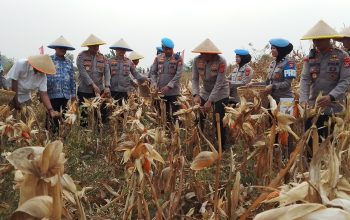 Bidpropam Polda Banten Panen 1,4 Ton Jagung, Dukung Swasembada Pangan