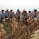 Bidpropam Polda Banten Panen 1,4 Ton Jagung, Dukung Swasembada Pangan