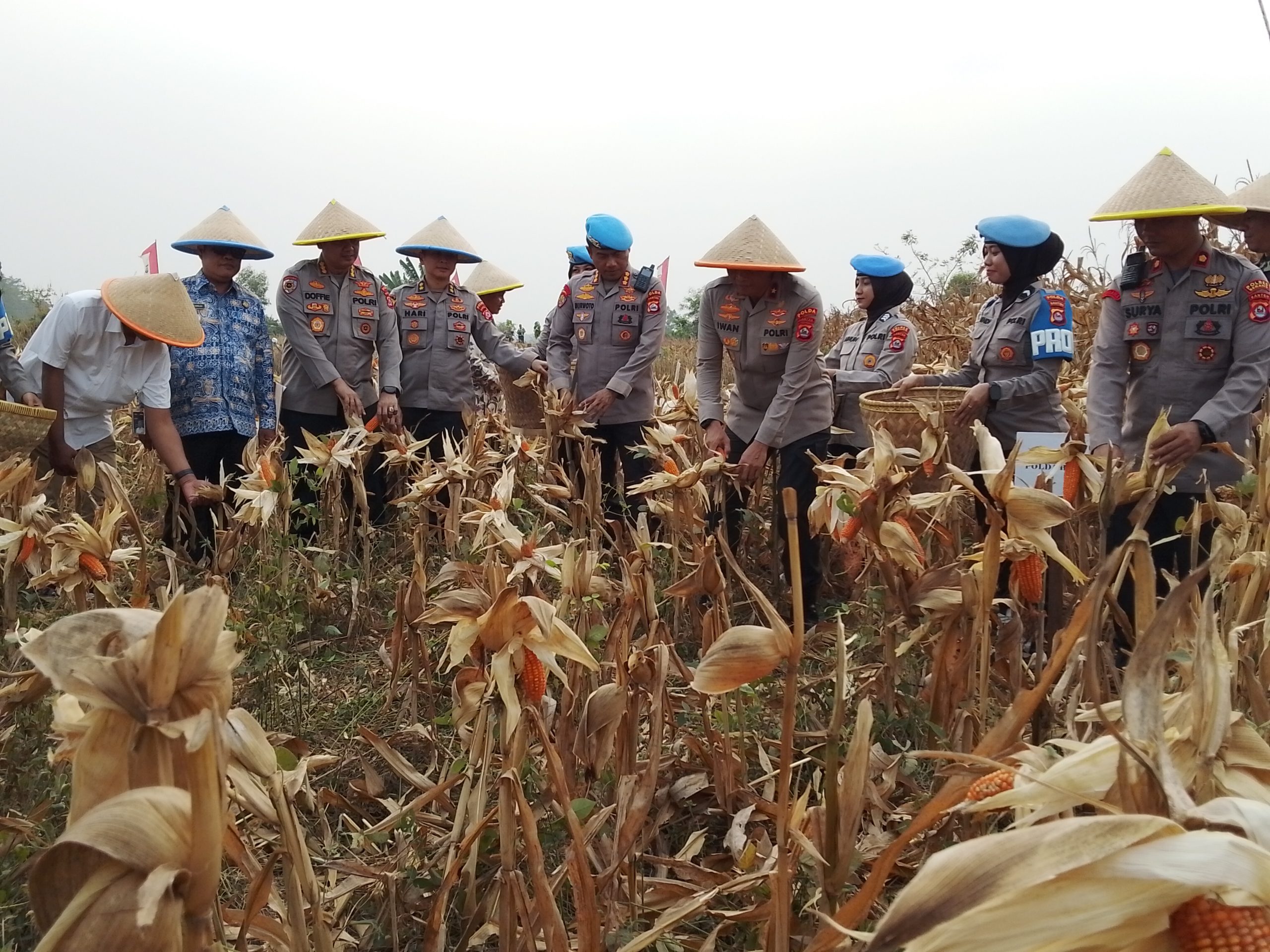 Bidpropam Polda Banten Panen 1,4 Ton Jagung, Dukung Swasembada Pangan